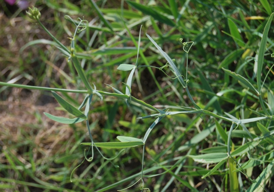 Lathyrus sylvestris